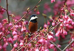 Image of Chestnut-bellied Tit