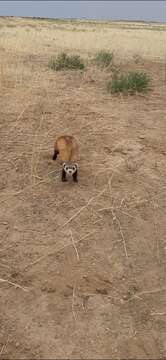 Image of Steppe Polecat