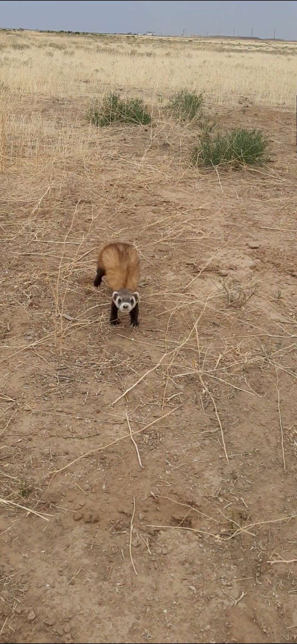 Image of Steppe Polecat