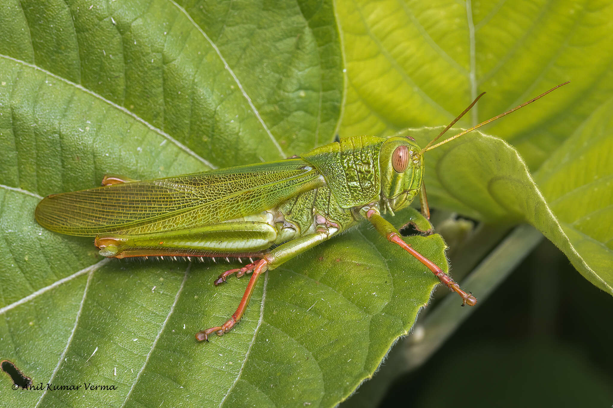 Image of Chondracris bengalensis Mungai 1992