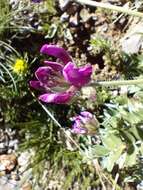 Plancia ëd Oxytropis halleri Koch