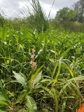 صورة Persicaria glabra (Willd.) Gomez de la Maza