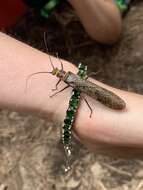 Image of Giant Salmonfly