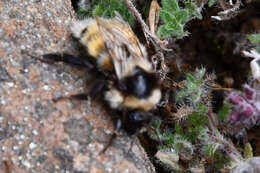 Слика од Bombus lapponicus (Fabricius 1793)