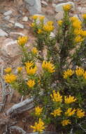 Image of Pteronia paniculata Thunb.