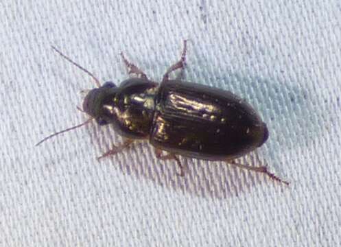 Plancia ëd Selenophorus (Selenophorus) palliatus (Fabricius 1798)