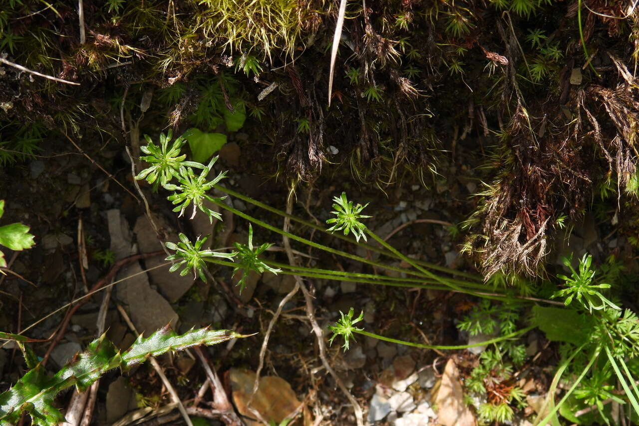 Imagem de Chaerophyllum involucratum (Hayata) K. F. Chung