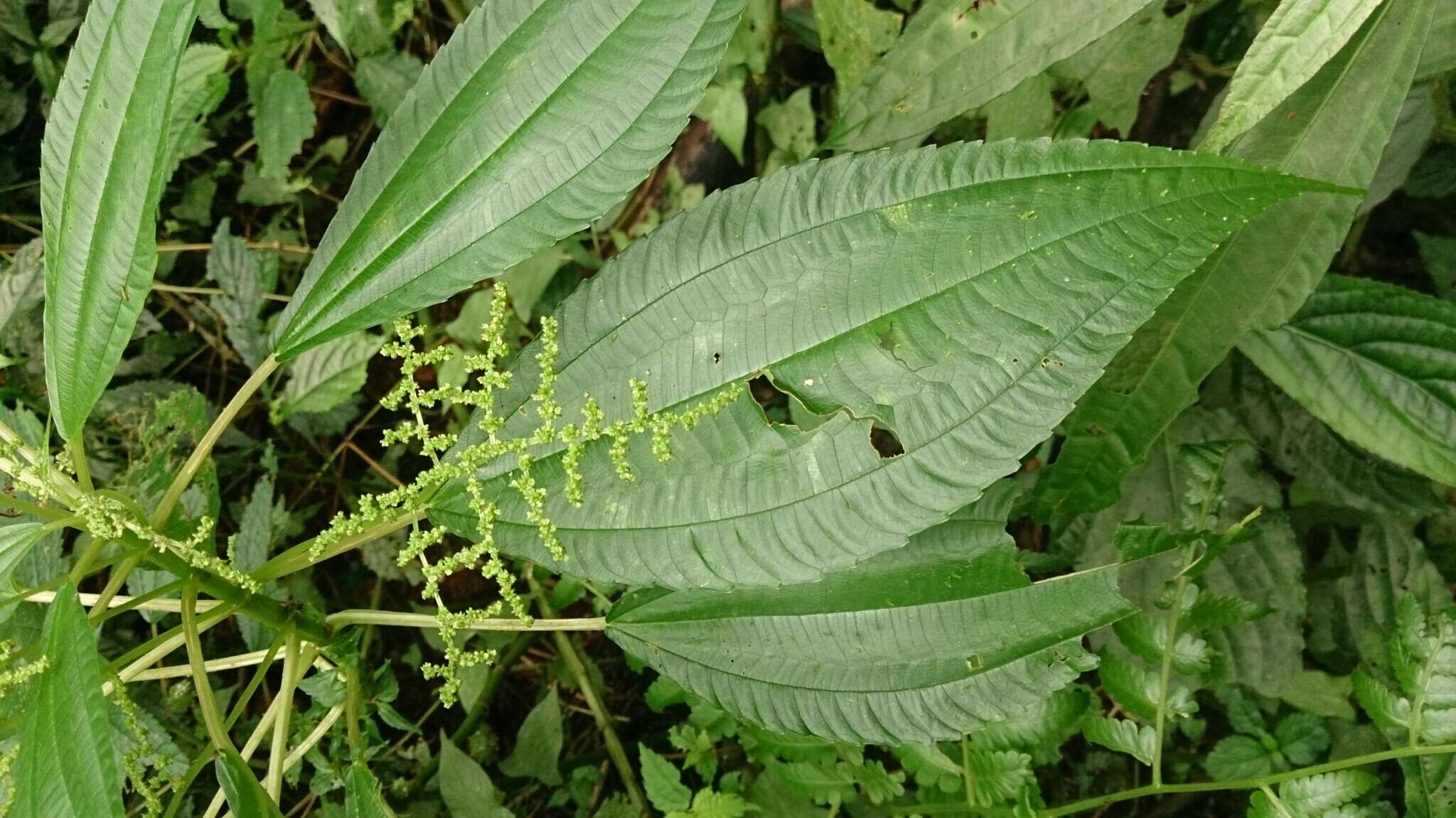 Image of Pilea melastomoides (Poir.) Wedd.