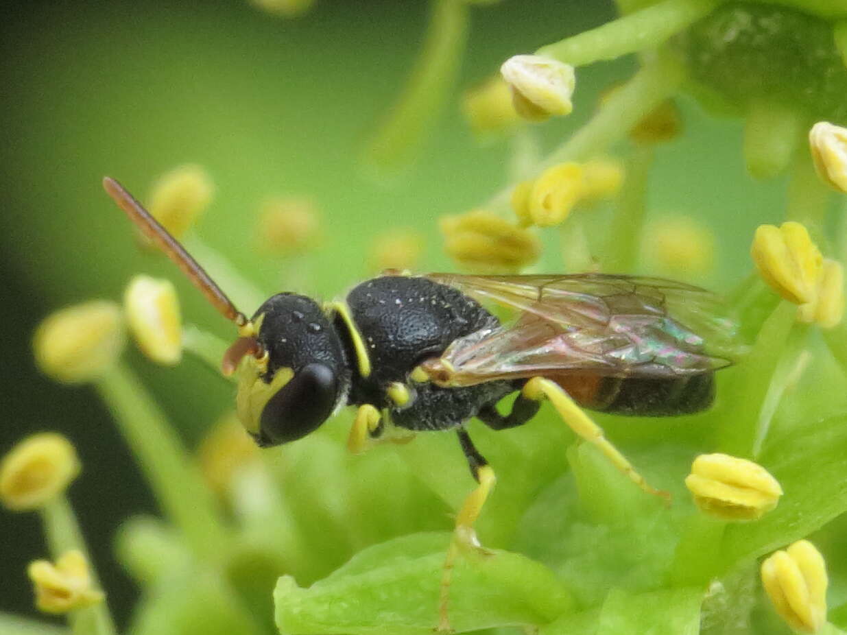 Image of Hylaeus sulphuripes (Gribodo 1894)