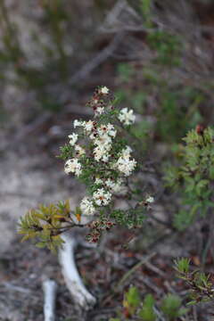 Image of Cryptandra hispidula Reiss. & F. Müll.