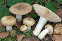 Image of Russula faustiana Sarnari 1992