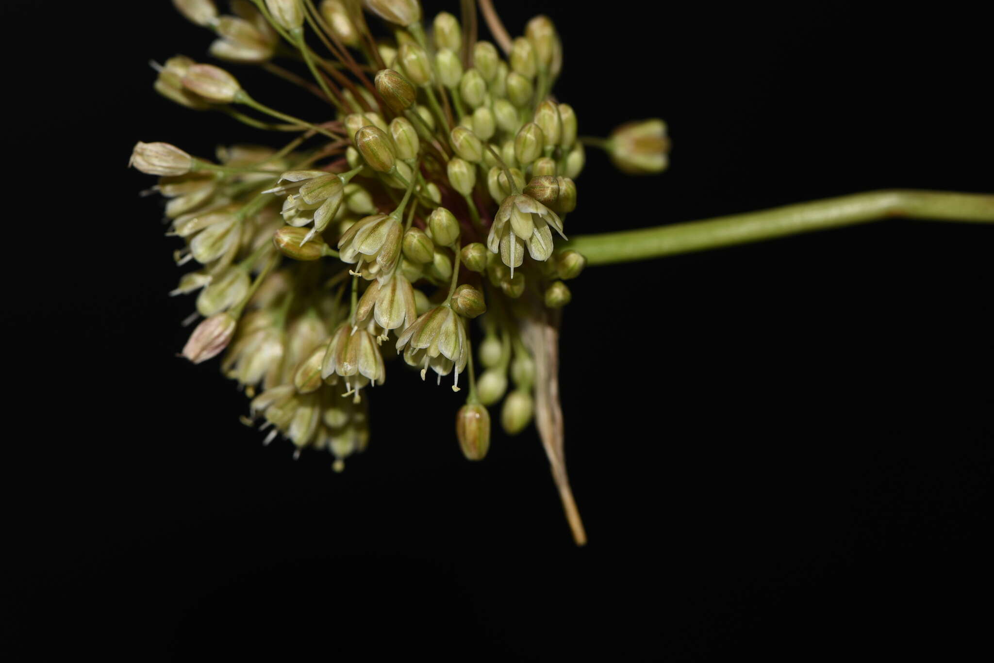 Image of Allium paniculatum subsp. longispathum (Redouté) K. Richt.