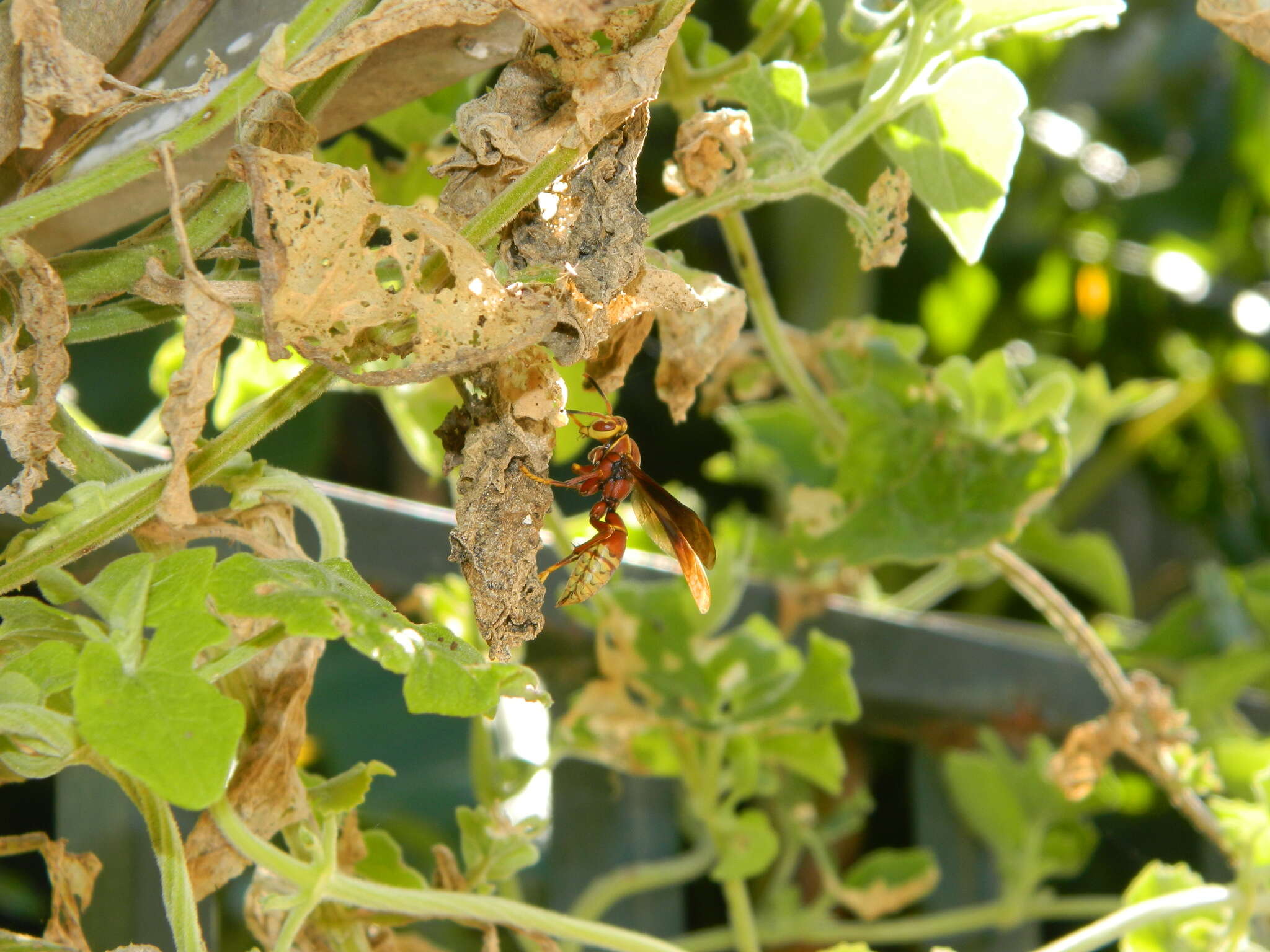 Image of Polistes cavapyta de Saussure 1853