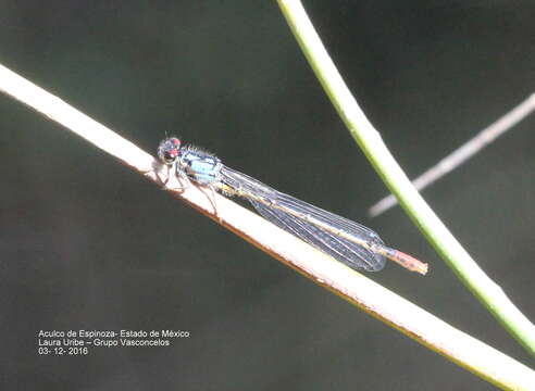 Image of Hesperagrion Calvert 1902