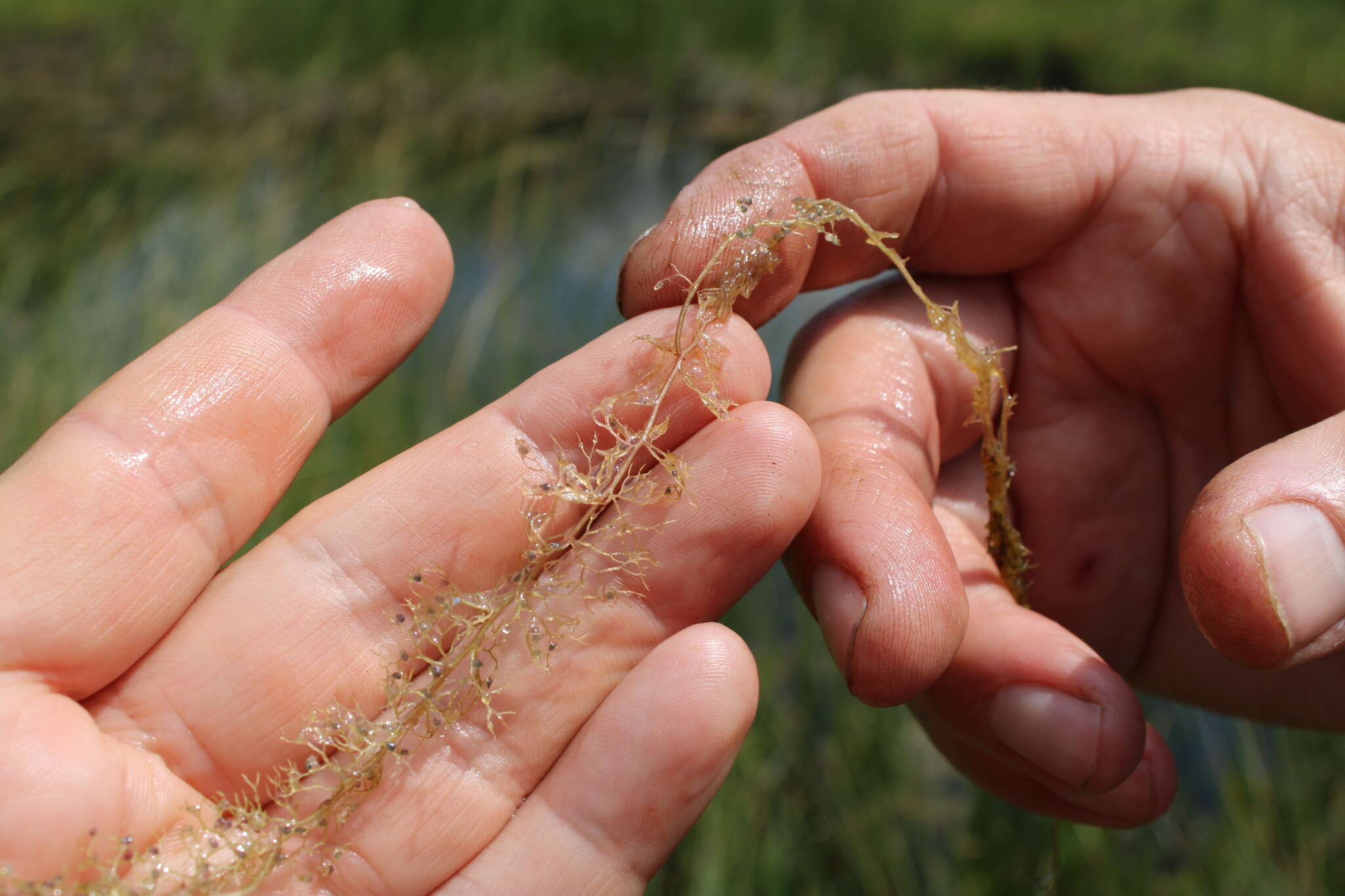 Imagem de Utricularia minor L.