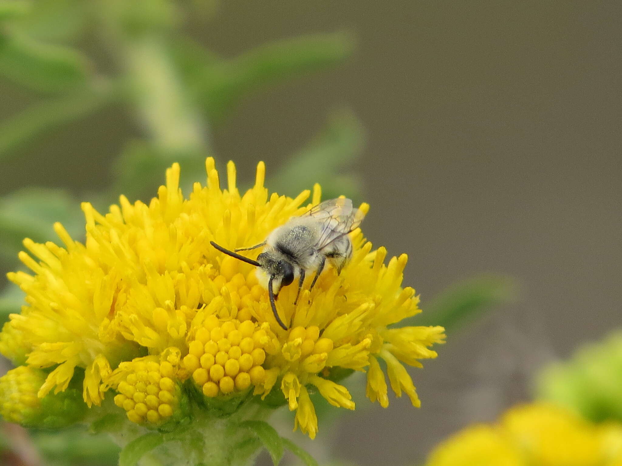 Image of Colletes hyalinus gaudialis Cockerell 1905