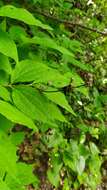 Image of golden mock orange