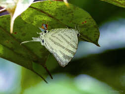 Image of Neomyrina nivea (Godman & Salvin 1878)