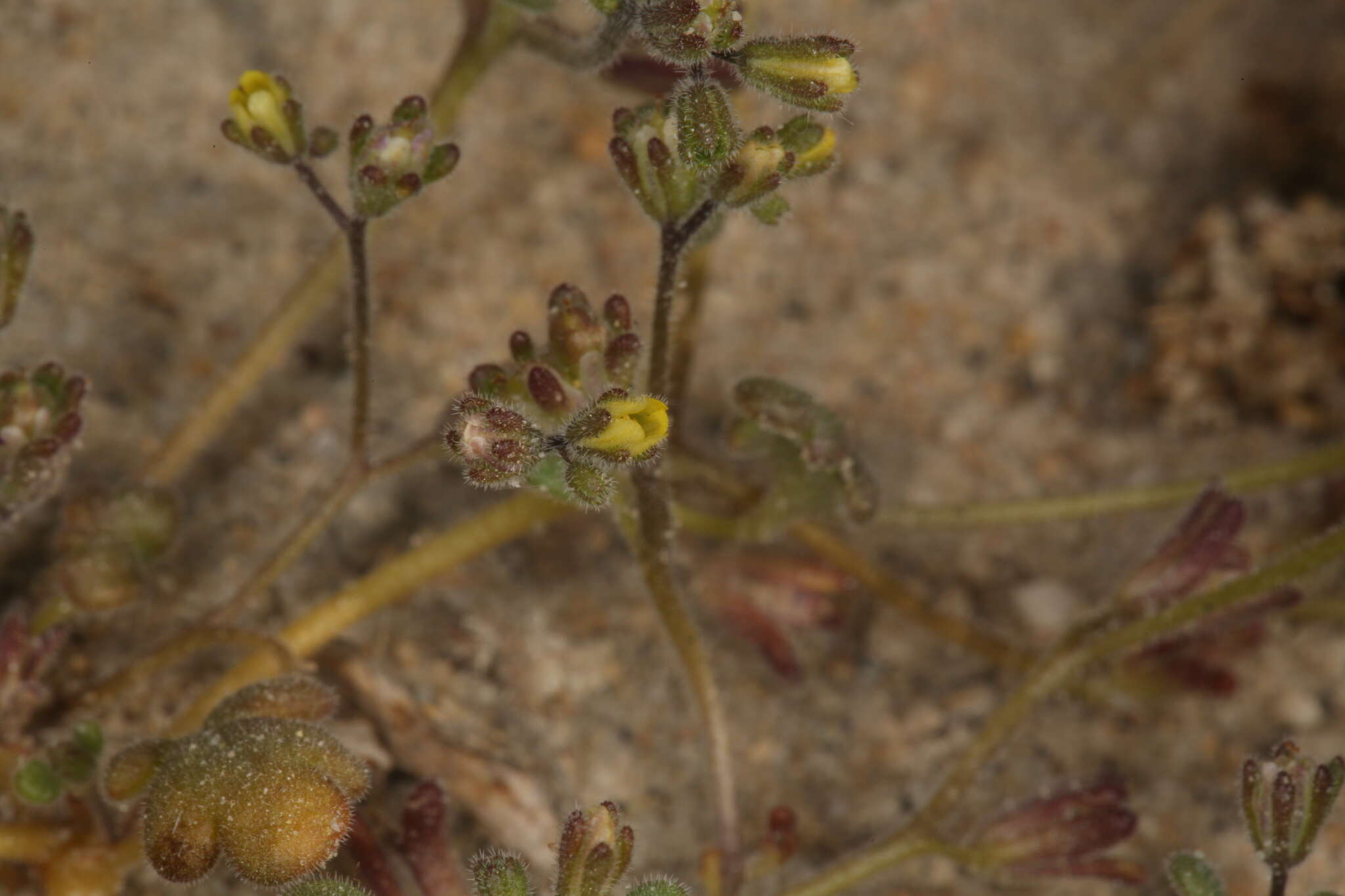 Image of Inyo Yellow Scorpion-Weed