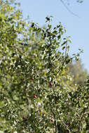 Image of hollyleaf cherry