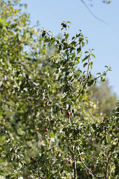 Image de Prunus ilicifolia subsp. ilicifolia