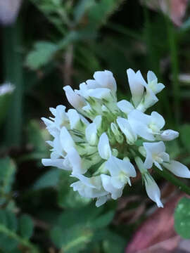 Image de Trefle blanc