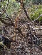 Image of Dioscorea hastifolia Nees