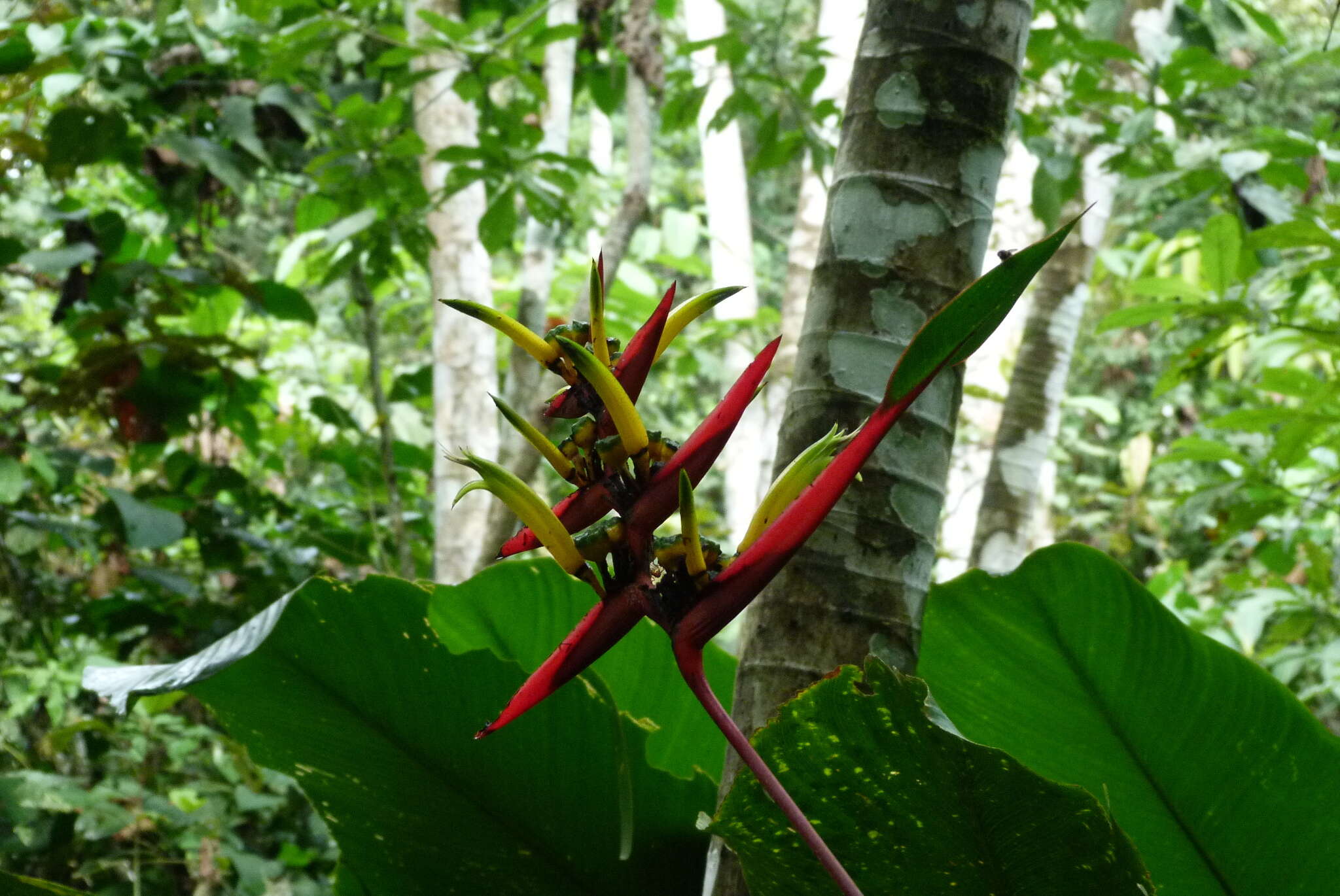 Image of wild plantain