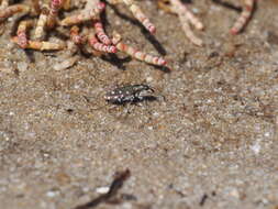 Image of Calomera littoralis fiorii