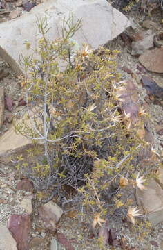 Image of Macledium relhanioides (Less.) S. Ortiz