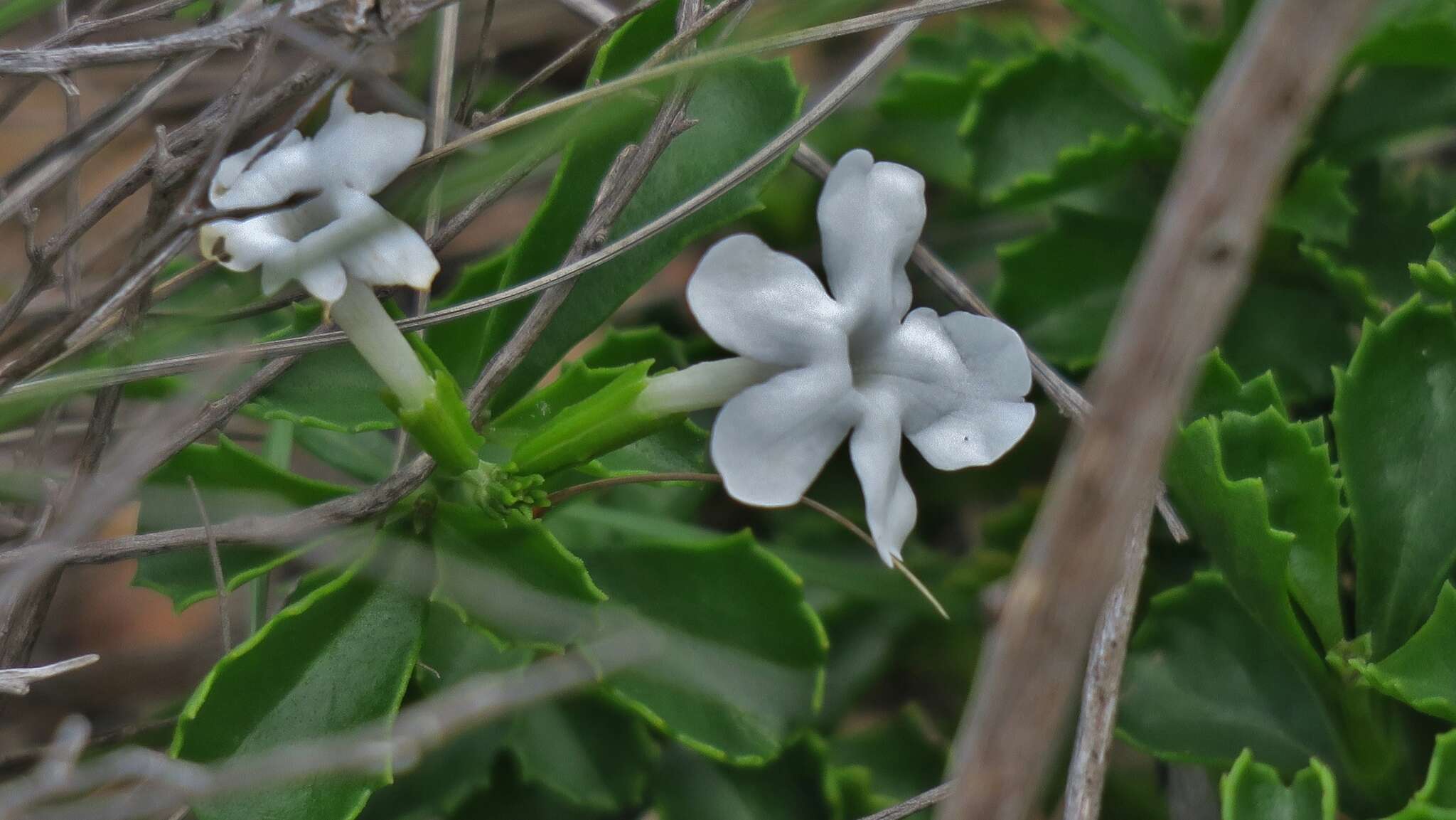 Image of Chascanum cuneifolium (L. fil.) E. Mey.