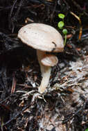 Image of Clitocybe albirhiza H. E. Bigelow & A. H. Sm. 1963