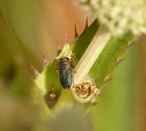 Image of Bilyaxia obscurata (Reed 1873)