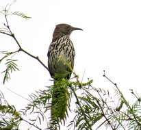 صورة Toxostoma longirostre (Lafresnaye 1838)