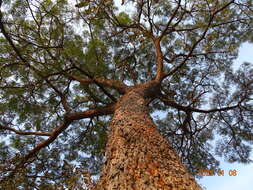 Image of Amblygonocarpus