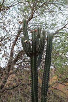 Image of Stenocereus huastecorum