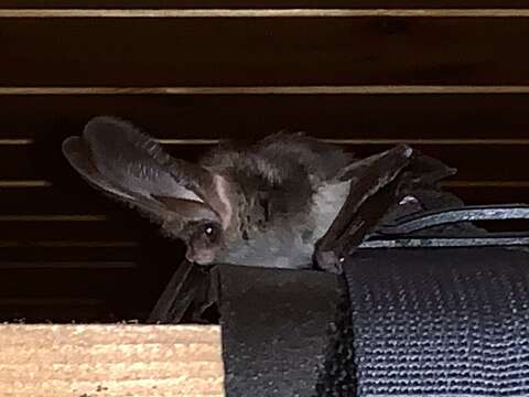 Image of Mountain Long-eared Bat