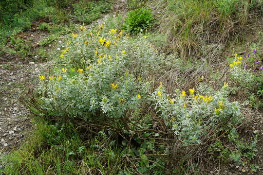 Image of Cytisus austriacus L.