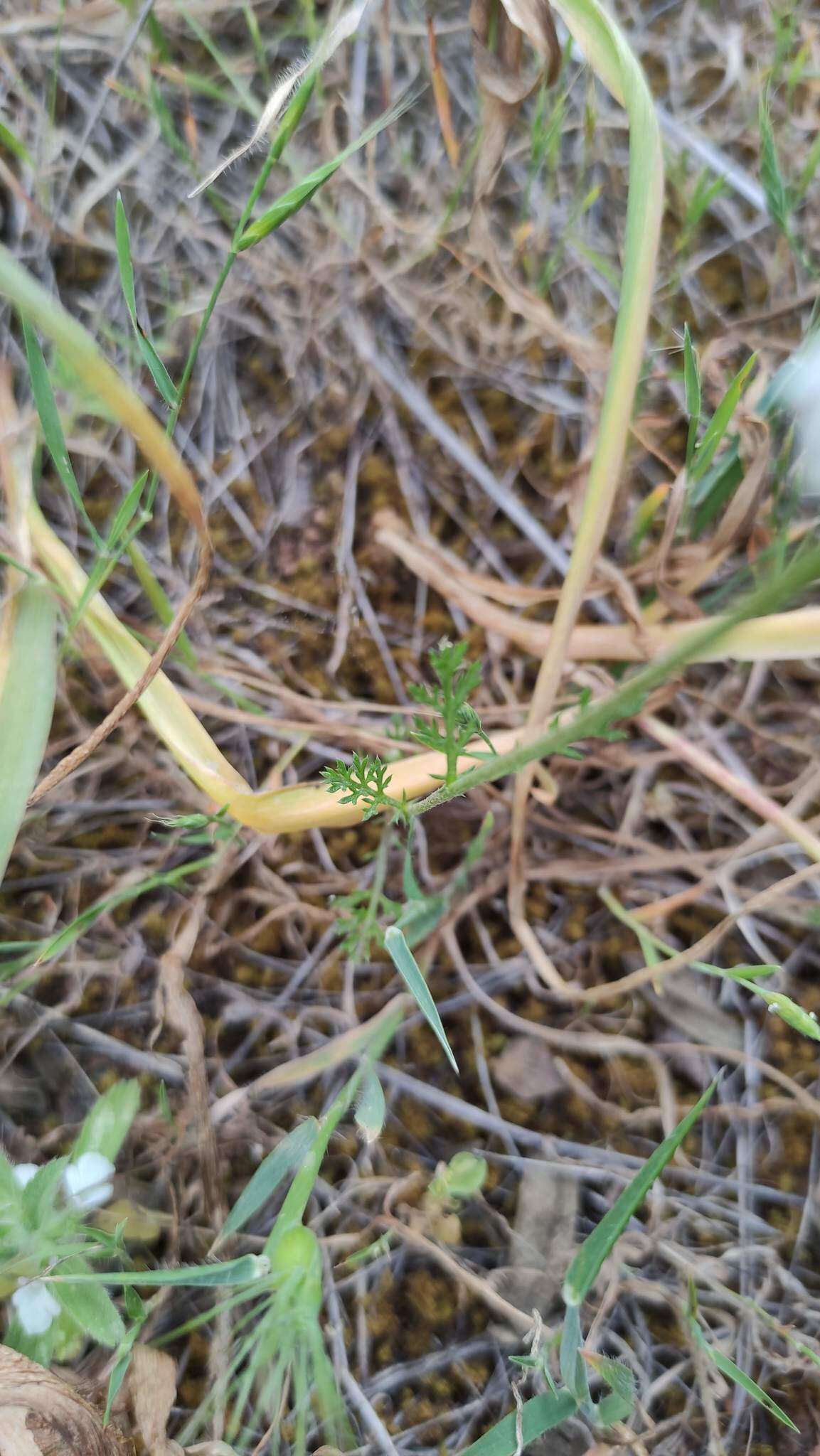 Anthemis arvensis subsp. incrassata (Loisel.) Nym. resmi