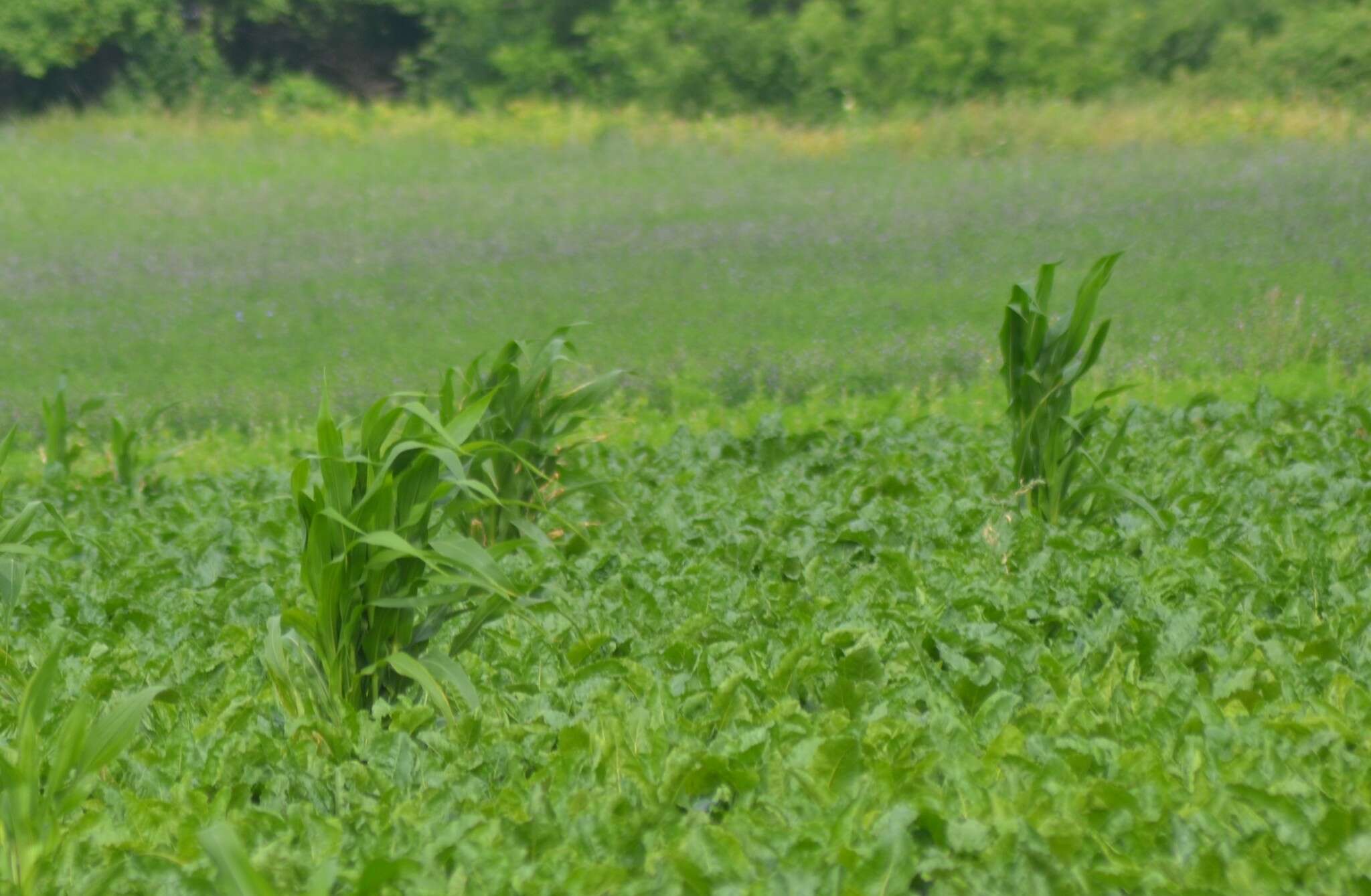 Image of Zea mays subsp. mays