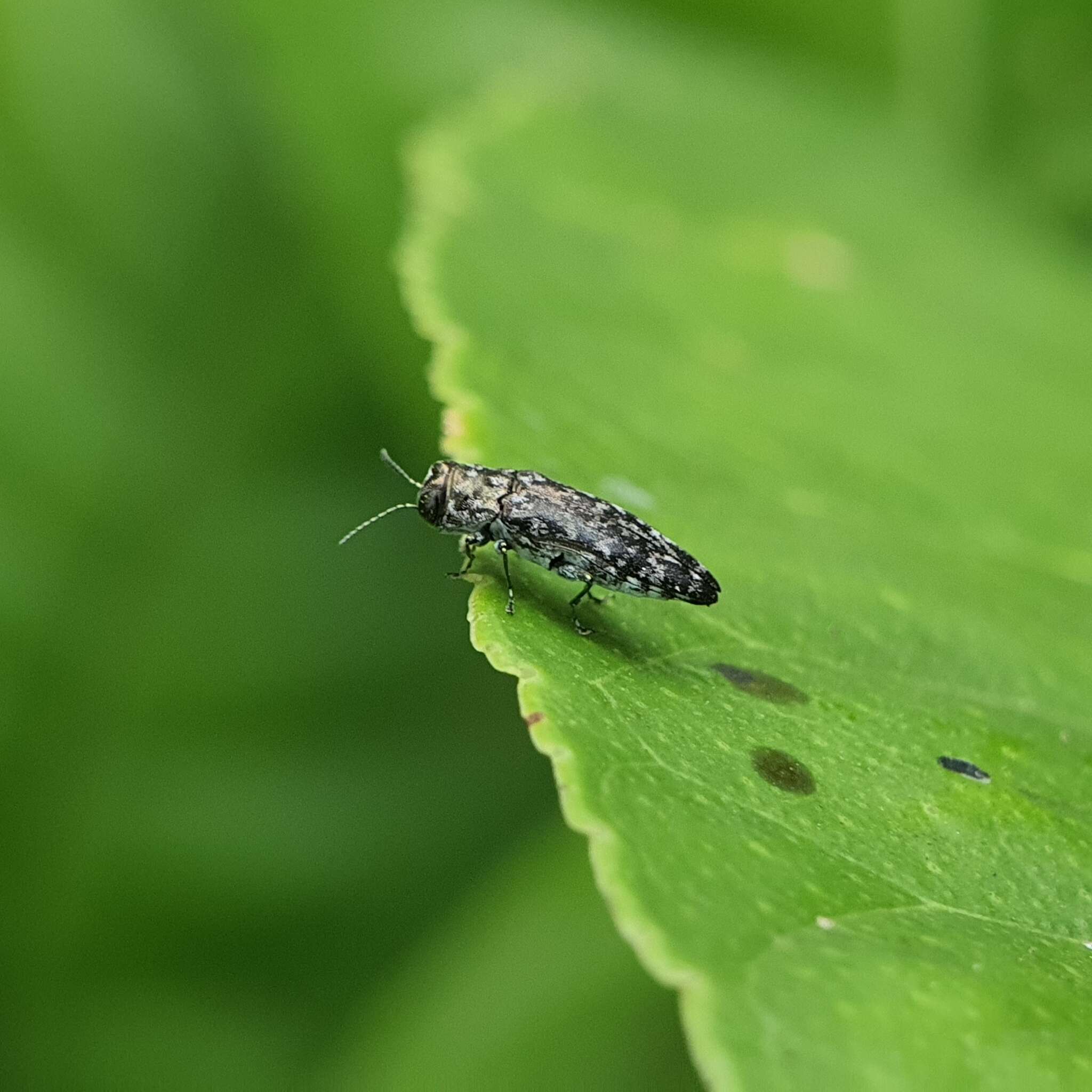 Agrilus occipitalis (Eschscholtz 1822)的圖片