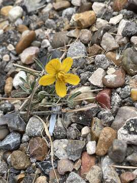 Image of dwarf senna