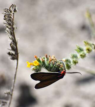 Image de Ctenucha brunnea Stretch 1872