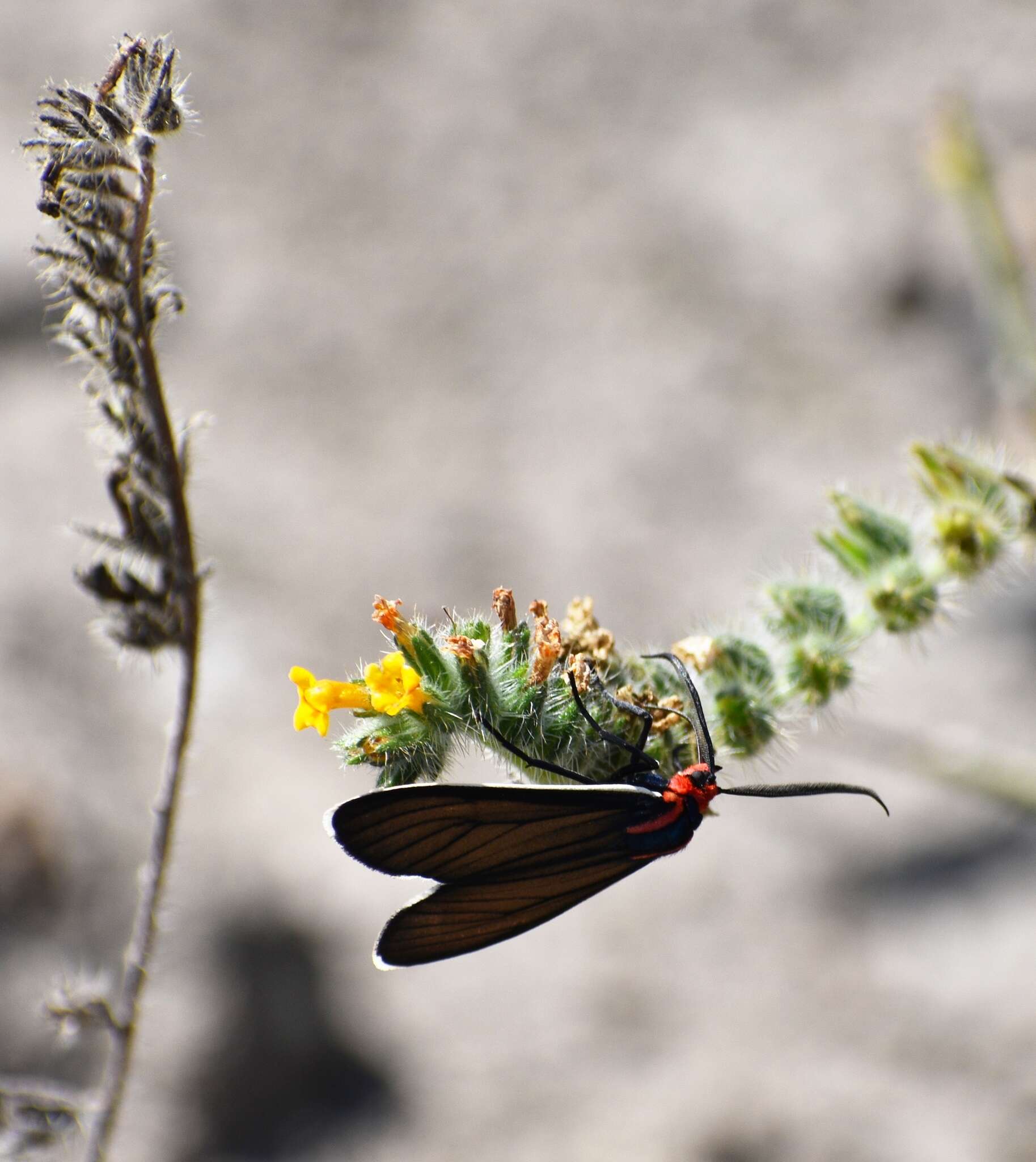 Imagem de Ctenucha brunnea Stretch 1872