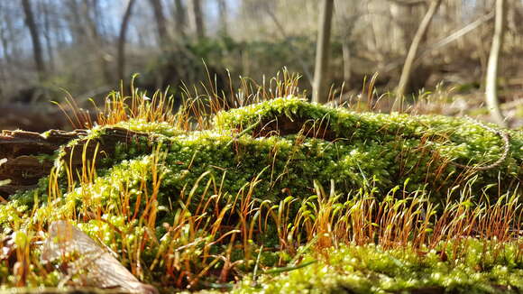 Image of herzogiella moss