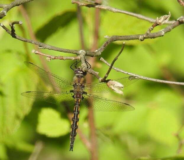 Image of Beaverpond Baskettail