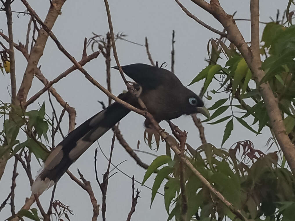 Image of Blue-faced Malkoha