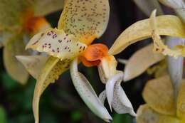 Image of Stanhopea graveolens Lindl.