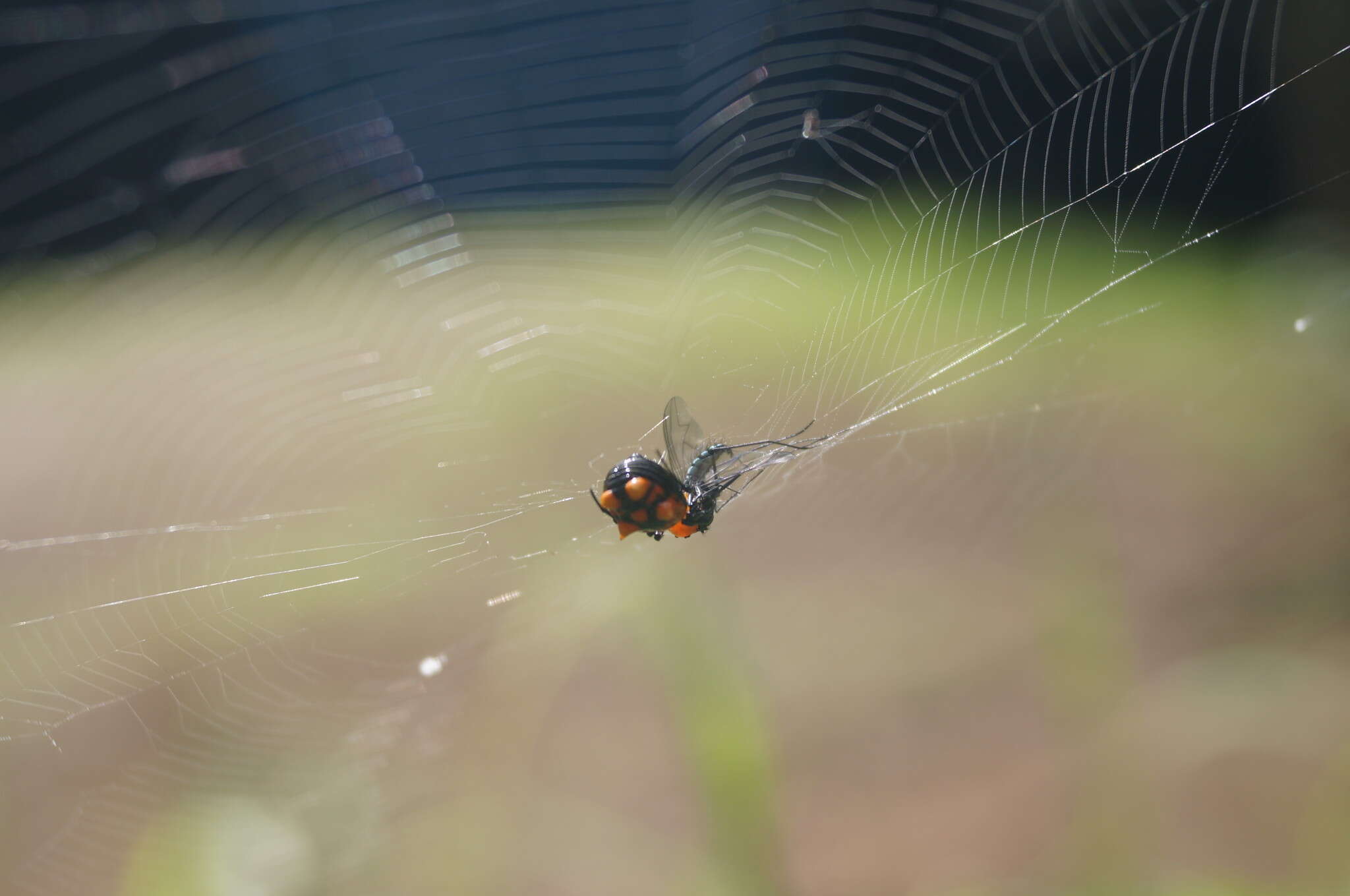 Image of Micrathena glyptogonoides Levi 1985