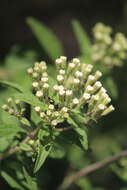 Image of Ageratina brevipes (DC.) R. King & H. Rob.